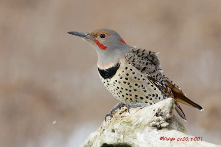 Northern Flicker