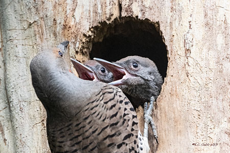 Northern Flicker