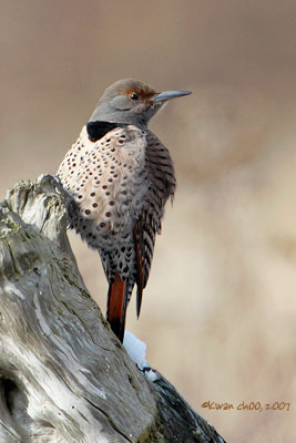 Northern Flicker