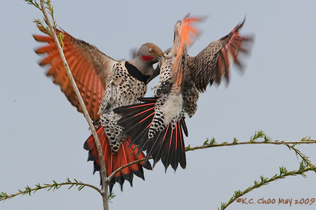 Northern Flicker