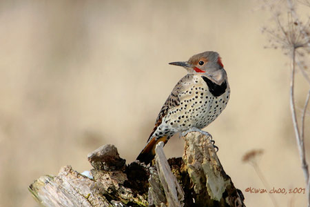 Northern Flicker