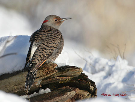 Northern Flicker