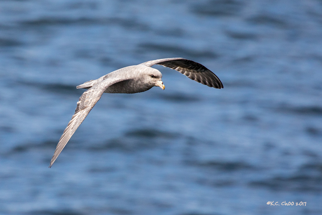 Northern Fulmar