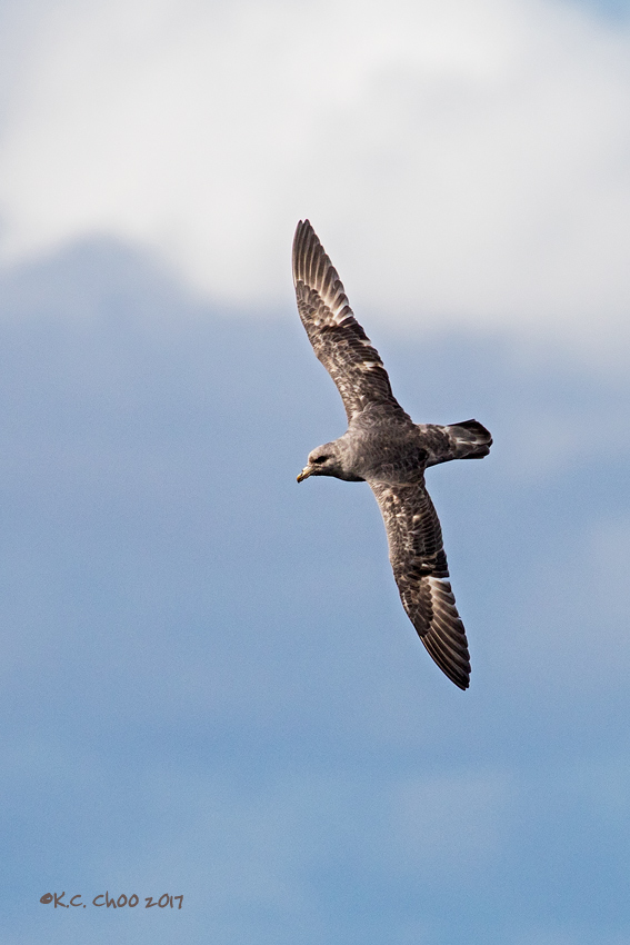 Northern Fulmar