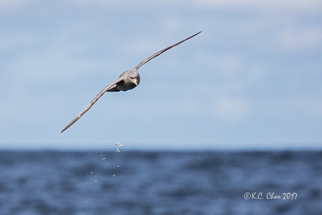 Northern Fulmar