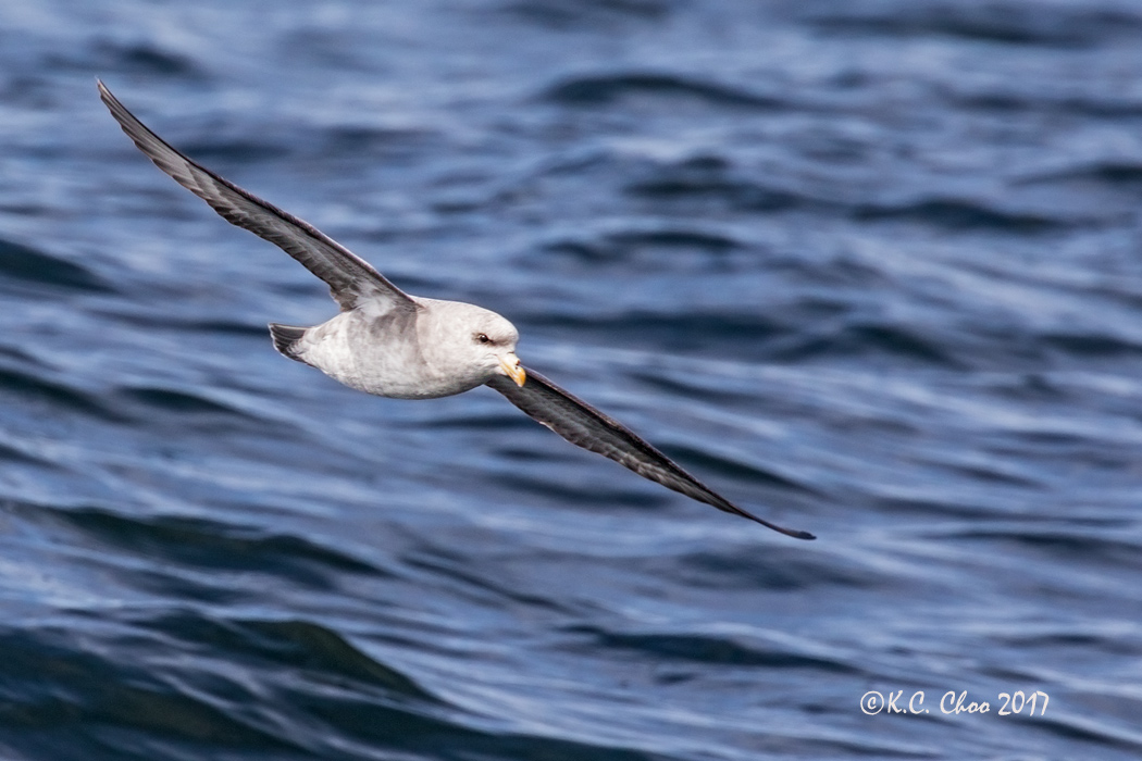 Northern Fulmar