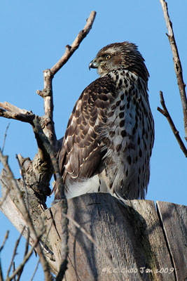 Northern Goshawk