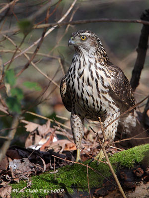 Northern Goshawk
