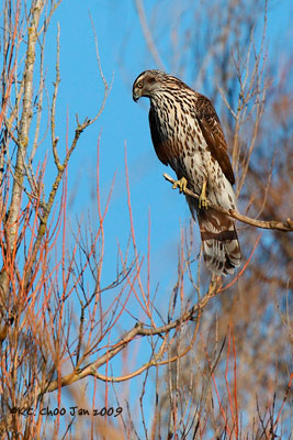 Northern Goshawk
