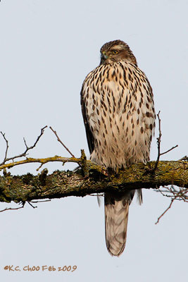 Northern Goshawk