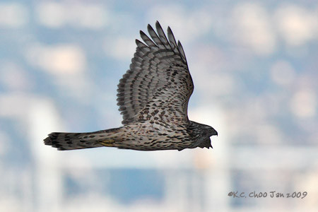 Northern Goshawk