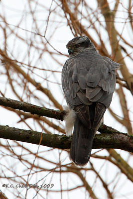 Northern Goshawk