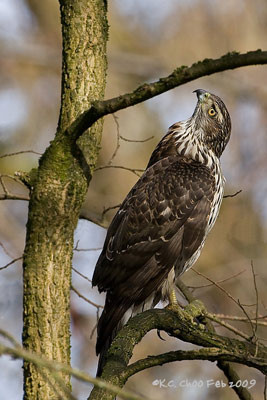 Northern Goshawk