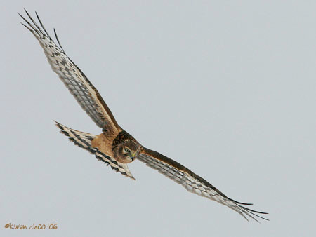 Northern Harrier