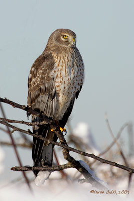 Northern Harrier