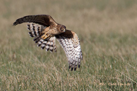 Northern Harrier