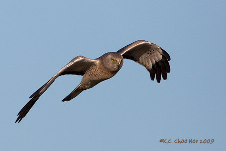 Northern Harrier