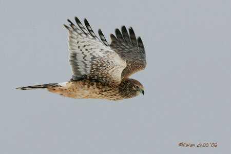 Northern Harrier