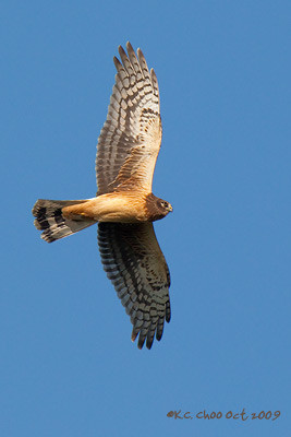 Northern Harrier