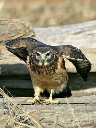 Northern Harrier