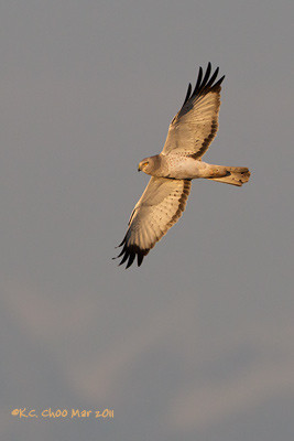 Northern Harrier