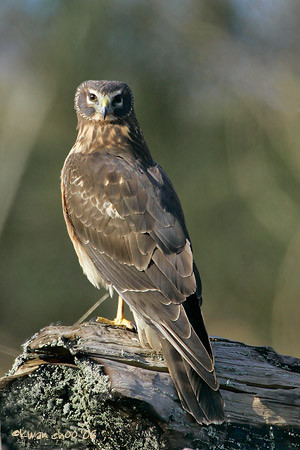 Northern Harrier