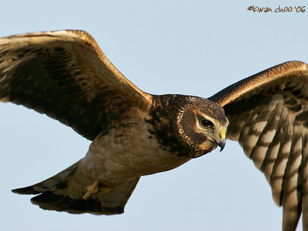 Northern Harrier