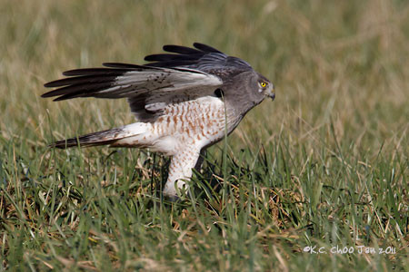 Northern Harrier