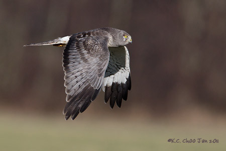 Northern Harrier