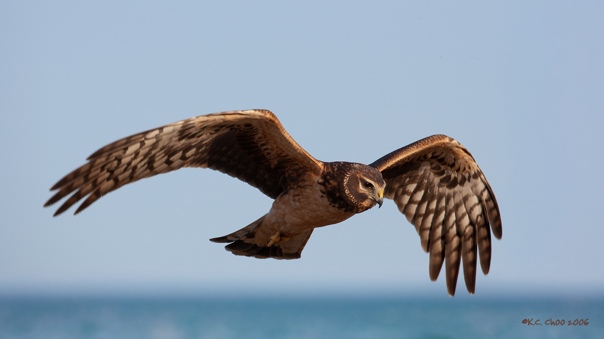 Northern Harrier