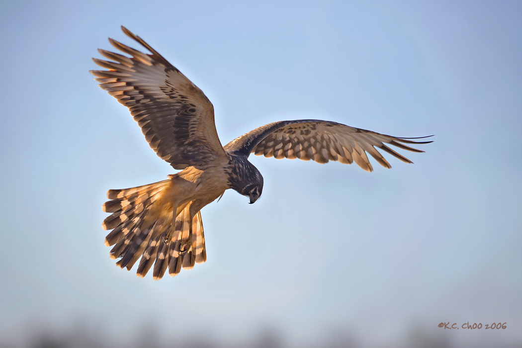 Northern Harrier