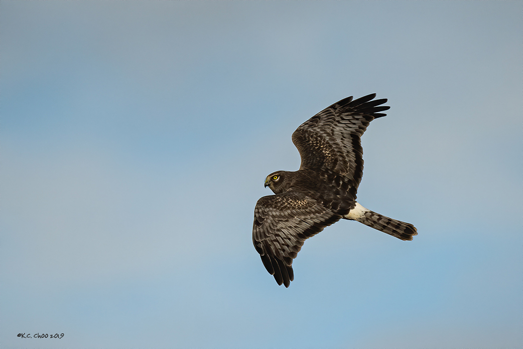 Northern Harrier