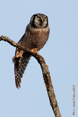 Northern Hawk-owl