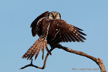 Northern Hawk-owl