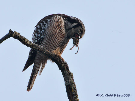 Northern Hawk-owl