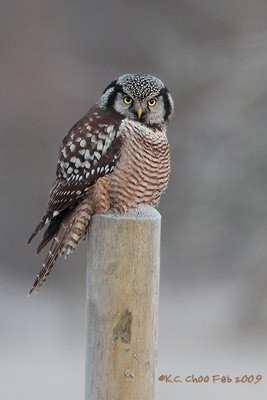 Northern Hawk-owl