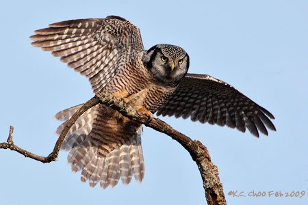 Northern Hawk-owl