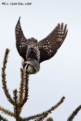 Northern Hawk-owl