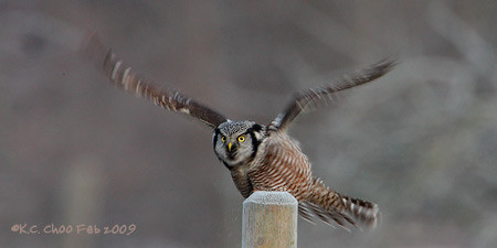 Northern Hawk-owl