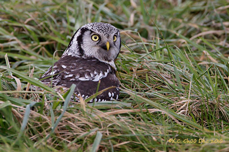 Northern Hawk-owl