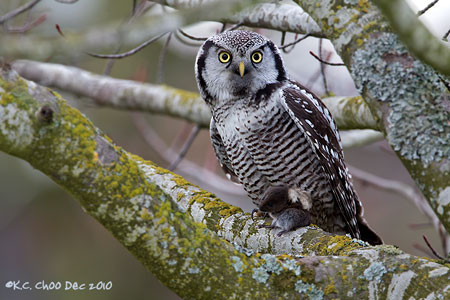 Northern Hawk-owl
