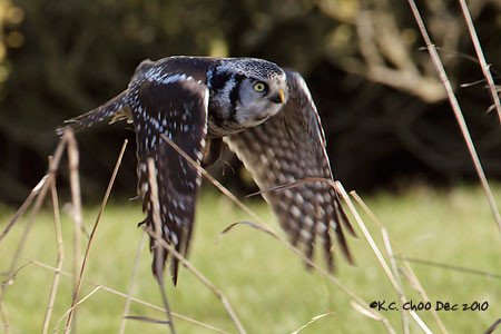 Northern Hawk-owl