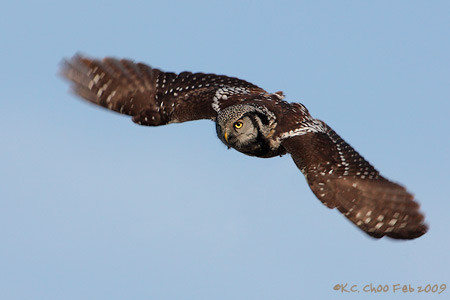 Northern Hawk-owl
