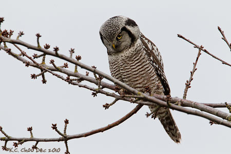 Northern Hawk-owl