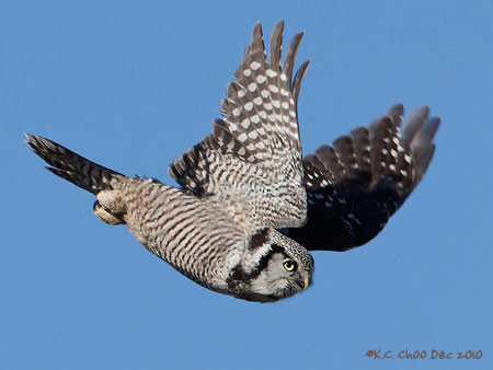 Northern Hawk-owl
