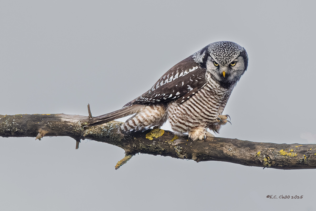 Northern Hawk Owl