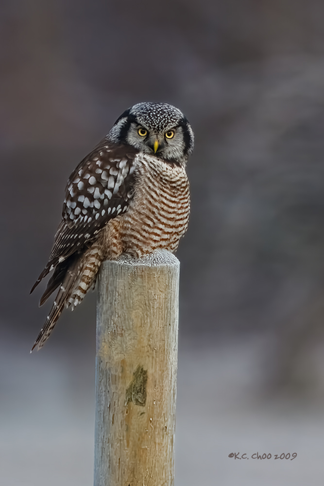 Northern Hawk Owl
