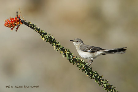 Northern Mockingbird