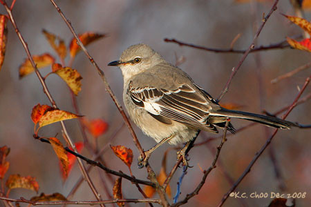 Northern Mockingbird