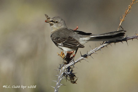 Northern Mockingbird